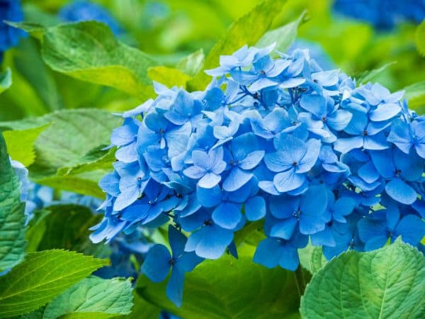Tokyo Hydrangea Season|紫陽花ç¥ã‚Š (Ajisai Matsuri)